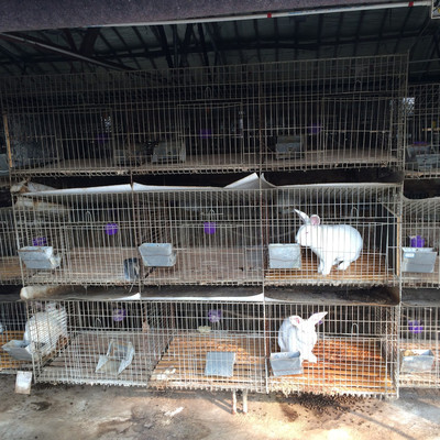 胜顺养殖设备 兔笼设备 兔笼厂家 畜牧设备9位公兔笼设备图片-安丘市胜顺养殖设备厂 -Hc360慧聪网